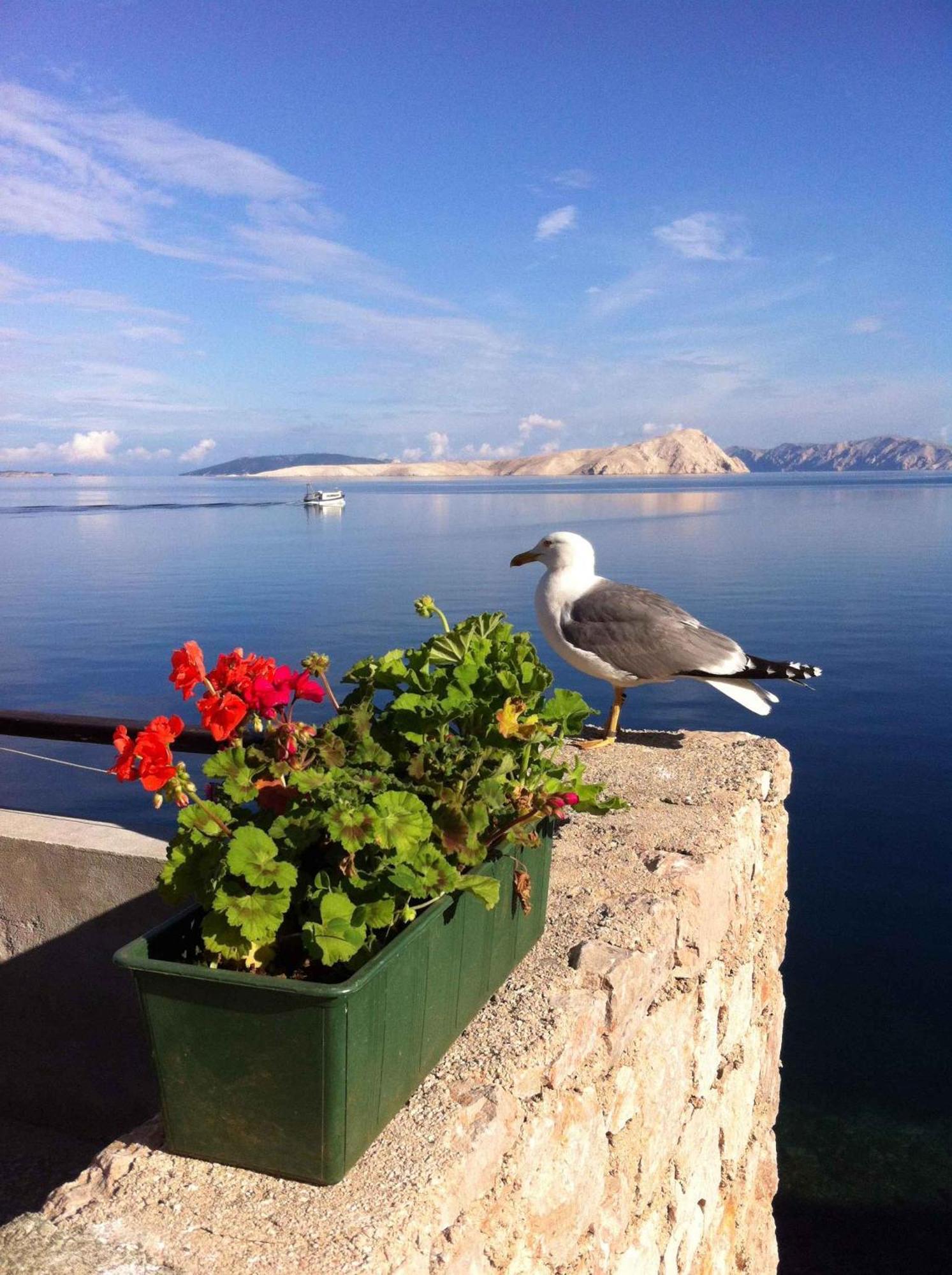 Apartment Starigrad/Senj 1 Starigrad  Bagian luar foto